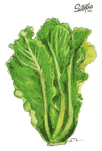Semillas De Lechuga Gallega Sitopia