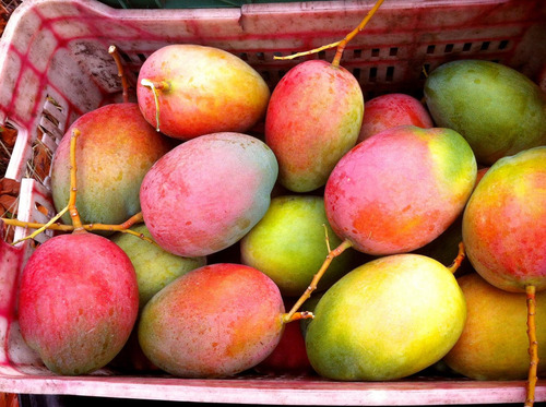 Arbol De Mango Manzano, Mas Semillas