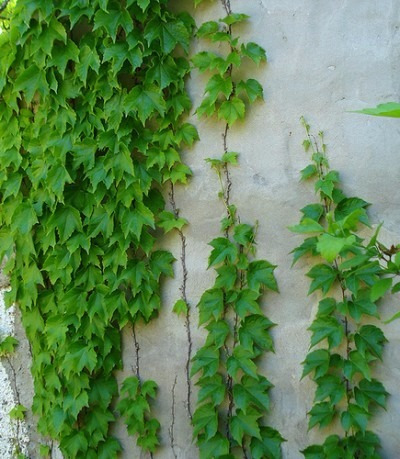 Cissus ( Enredadera ) , Cissus Duarteana 1.40 M
