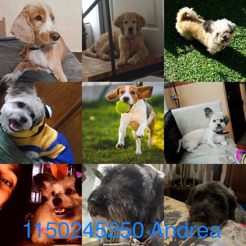Imagen 4 de 5 de Cuidado De Mascotas