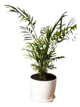 Comprar Palmera De Interior Chamadorea - Decoración De Interior