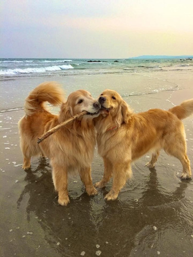 Cachorros Puros En Mar Del Plata - Criadero Estancia Del Mar