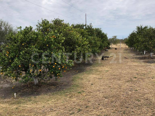 Terreno En Venta Zona Citrícola Del Centro De Tamaulipas