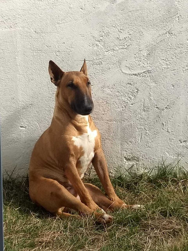 Imagem 4 de 5 de Bull Terrier