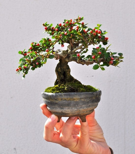 Bonsai Sageretia (ciruelo Chino)