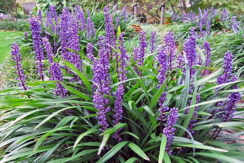 Liriope Planta Barba De Serpente  , Otima Planta Para Jardin