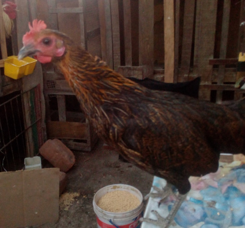 Gallina De Pelea