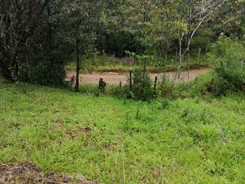 Venta Lote Rural Vereda La Tebaida Municipio De San Luis Antioquia