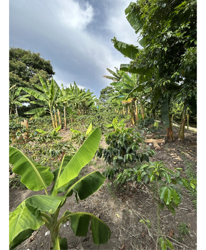 Se Venden Lotes En Montenegro - Quindio