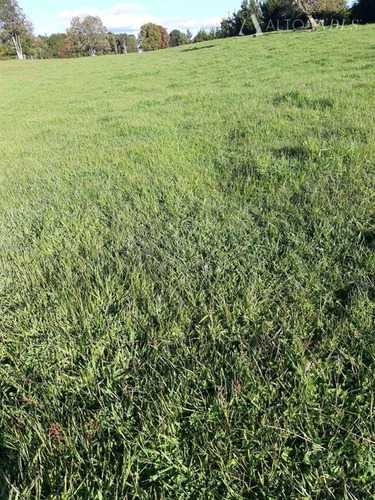 Imagen 6 de 19 de Sitio En Venta En Los Muermos