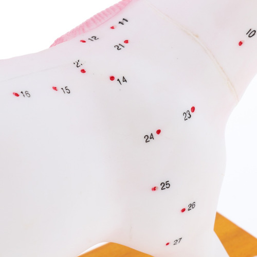 Imagem 10 de 10 de Modelo Anatômico De Acupuntura Para Gatos 1:1 Com