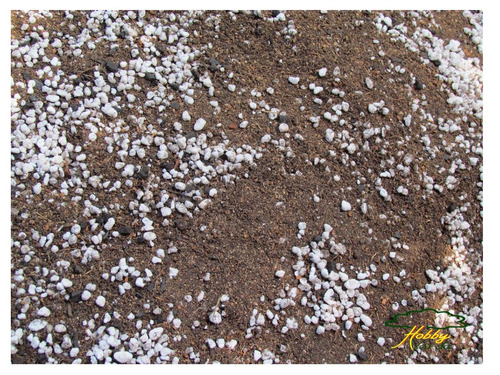 Imagem 1 de 10 de Substrato Rosa Do Deserto Adenium Mix Premium Floração  30l