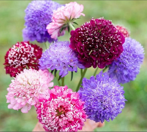 Semillas De Scabiosa Gigante Imperial - Mix De Colores