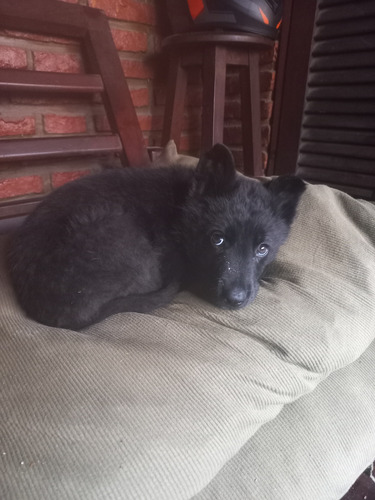 Cachorros Ovejero Belga Negro
