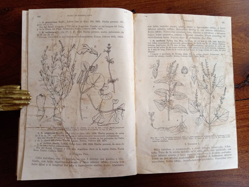 Imagen 3 de 5 de Manual De Flora De Los Alrededores De Buenos Aires - Cabrera
