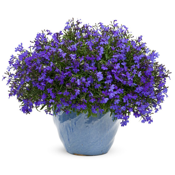 6000 Sementes De Lobélia Azul P/ Mudas Flores Jardim E Vaso | MercadoLivre