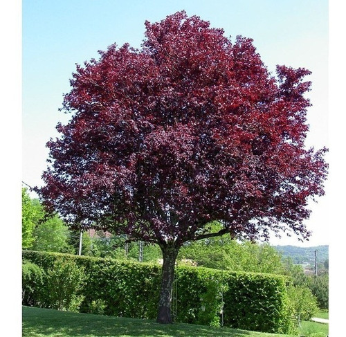 Arbol De Ciruelo De Flor Decoracion Prunus Pissardi 15 Lts