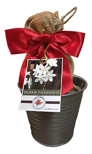 Rustic Tin Ziva Paperwhite Holiday Gift Growing Kit, De...