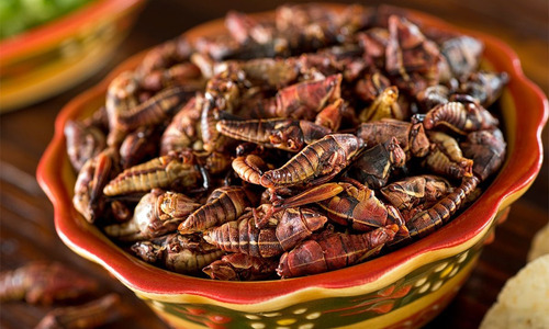 Chapulines Mini Oaxaqueño Comestible 1kilogramo Chile Y Ajo