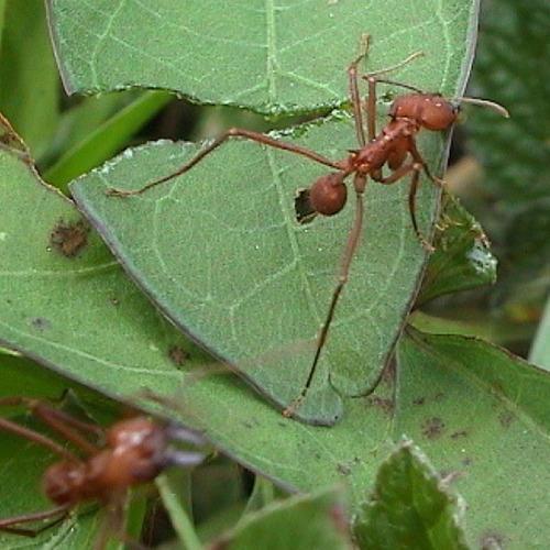 Imagen 7 de 7 de Cebo Mata Hormiga Cortadora Minera Mamboretá® Mirex-s 100gr