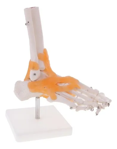 1:1 Lifesize Skeleton Model Pie Tobillo Hueso De Humano