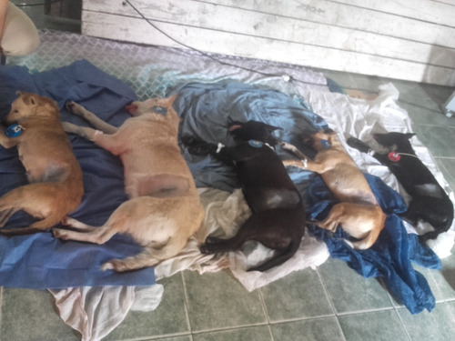 Donación Tapitas Para Todos $ 300/ + Castraciones - Abandono