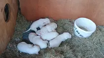 Comprar Dogos Argentinos Cachorros