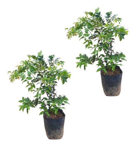 2 Mudas De Jabuticaba Híbrida Precoce Frete Grátis