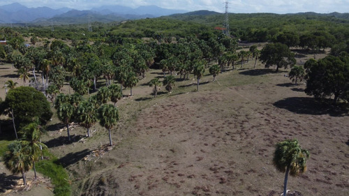Terreno De 52,800m2 Con Hermosas Palmeras - Paya Bani