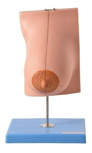 Modelo Anatomico Glândula Mamária Lactação Anatomic