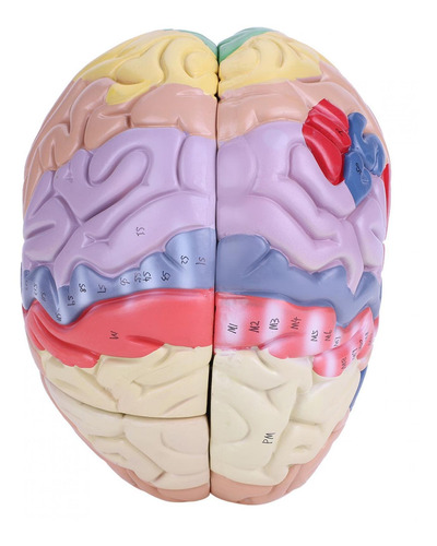 1:2 Médico Anatómico Del Cerebro Humano Modelo Cerebral Cort