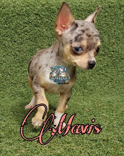 Chihuahua Exótico Merle Chihuahueño (Usado)
