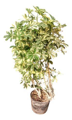 Aralia Variegada Schefflera - Maceta 15 Litros