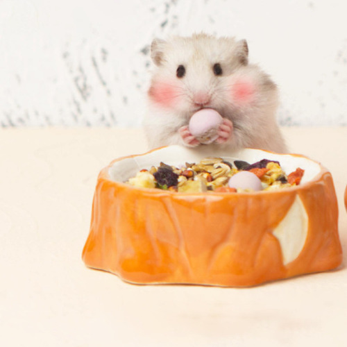Tigela De Cerâmica Para Comida De Hamster, Prato De Comida