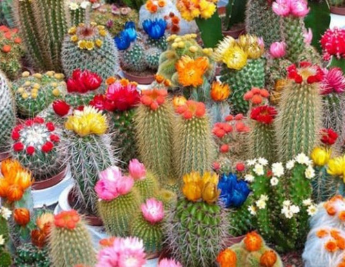 60 Semillas Exótico Cactus Variados Flores Muy Especiales