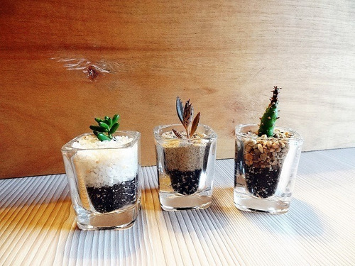 Regalos Cactus Suculentas En Vaso Cristal Más Cartel Eventos (Usado)