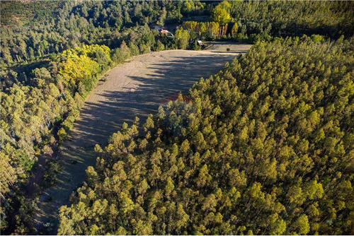 Predio Forestal En Venta 52 Ha. - Mantahue Gorbea