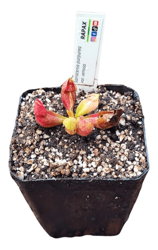 Sarracenia  Purpurea Var. Venosa