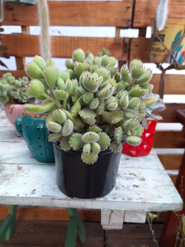 Suculenta Cotyledon Tomentosa Grande