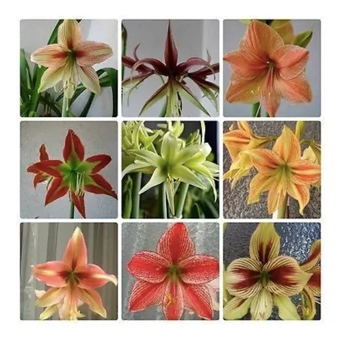 Semillas De Amarilis Flores Espectaculares Mix De Colores Semillas De Amarilis Flores Espectaculares Mix De Colores
