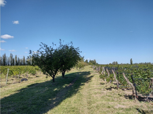 Vendo Finca De 20 Hectareas A Tranquera Cerrada San Rafael