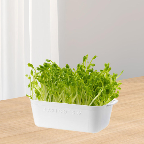 Py Bandeja De Germinação, Vaso De Plantio, Placa De Base