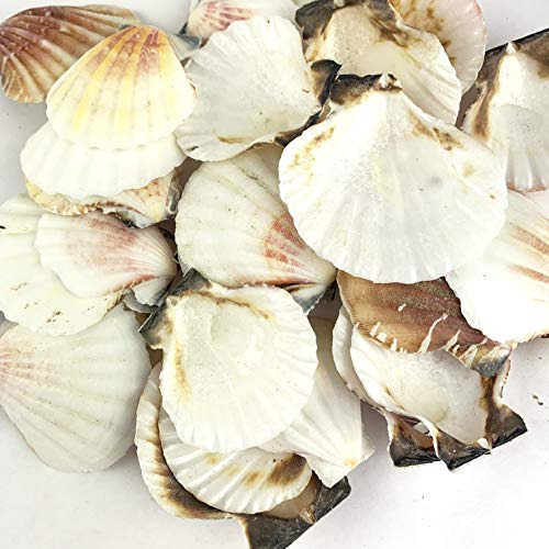 Conchas De Vieira Pecten Vexillum, 8 Oz (1 1.5 Pulgadas...