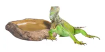Comprar Comedero Bebedero Terrario Reptiles Iguanas Tortugas Erizos