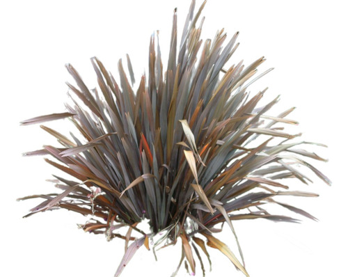 Phormium Tenax Atropurpurea 15lts