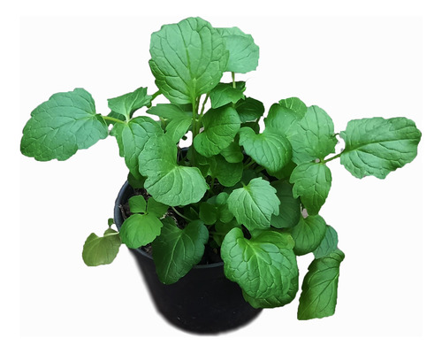 Valeriana Planta 12 Centímetros Altura - Precio Unidad