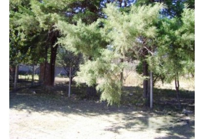 Imagen 3 de 5 de Venta De Hermosos Lotes En Casa Grande - Cordoba