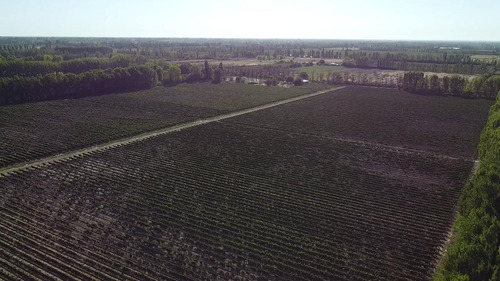 Exclusivo Viñedo De 20 Ha. En Cuadro Benegas