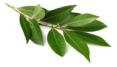 Semillas De Laurel Para Sembrar, 10g = 50 Semillas Aprox