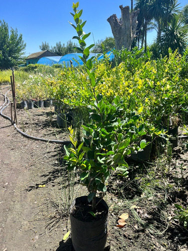 Pack X100 Un Planta Cerco Vivo Oleo Texano Excelentes Plantas Vivero Mayorista Zona Oeste Cerco Perimetral